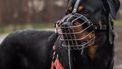 Licencia de perrros potencialmente peligrosos