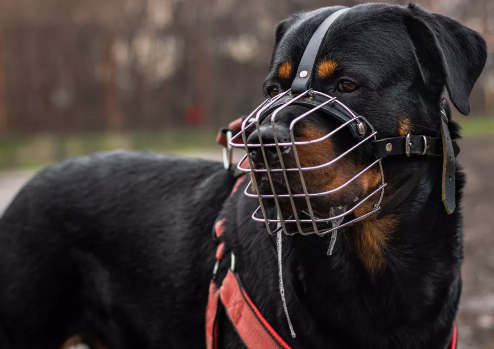 Permis de chien potentiellement dangereux